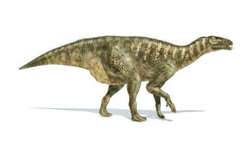 iguanodonte